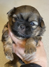 a small black and brown puppy being held in a person's hand