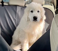 a white dog sitting in the back seat of a car