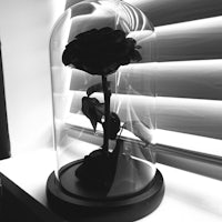 a black and white photo of a black rose in a glass dome