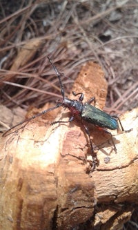 a beetle on a tree stump