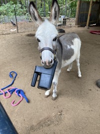 a donkey with a cell phone in its mouth