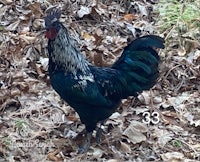 a black and blue rooster standing in the woods