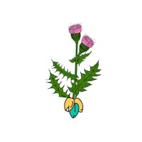 an illustration of a thistle on a white background