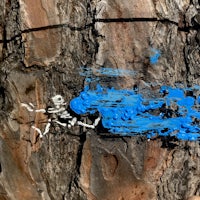 a blue paint splatter on a tree trunk