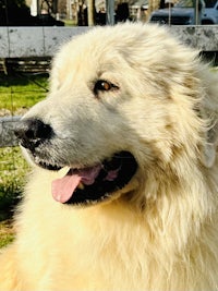 a large white dog sitting in a grassy area