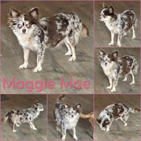 maggie mae, an adoptable chihuahua in houston, texas