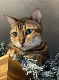 a bengal cat sitting on top of a christmas tree