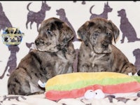 two grey and black puppies sitting on a bed with a toy