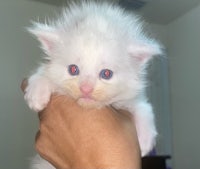 a white kitten with blue eyes is being held in a person's hand