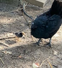 a black chicken is standing next to a baby chicken