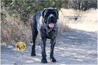a large black dog standing on a dirt road