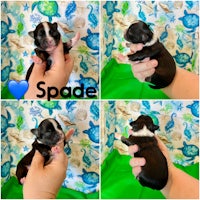 spade boston terrier puppies for sale