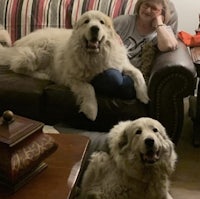 a woman sits on a couch with two large dogs