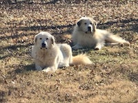 two large white dogs laying in the grass