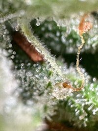 a close up image of a cannabis plant