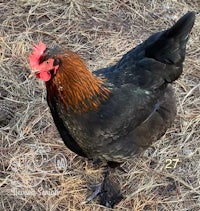 a black and brown rooster standing in a field