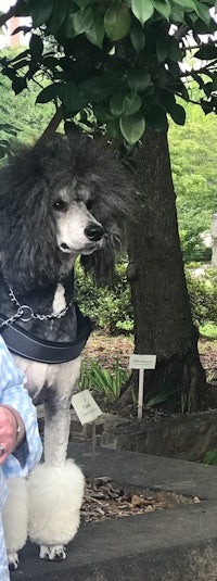 a woman dressed as a poodle is standing next to a tree