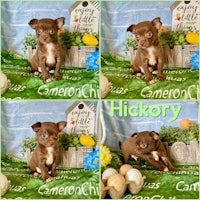four pictures of a brown chihuahua puppy