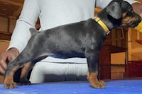 a black and tan doberman puppy standing on a blue table