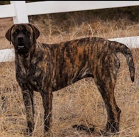 a large black and brown dog standing in a field