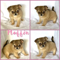 four pictures of a chihuahua puppy