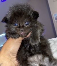 a black kitten with blue eyes being held in someone's hand