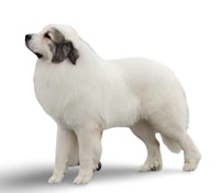 a white dog standing on a white background