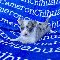 chihuahua puppy laying on a blue blanket