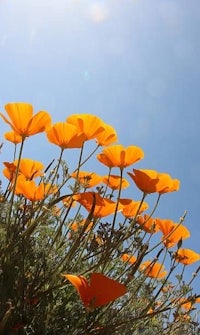 orange flowers are blowing in the wind on a sunny day