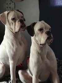 National hot sale boxer rescue