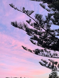 a pink sky with a tree in the background