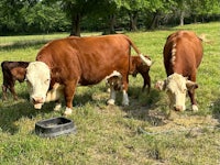 three brown and white cows grazing in a field