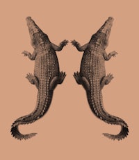 two crocodiles on a beige background