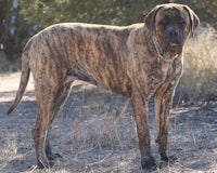 a large dog standing in a field