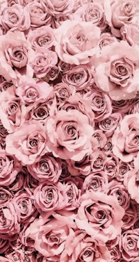 a bunch of pink roses are arranged on top of each other