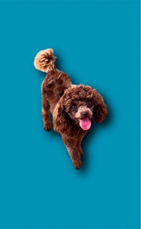 a brown poodle standing on a blue background