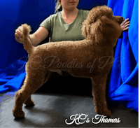 a woman is holding a brown poodle in front of a blue curtain