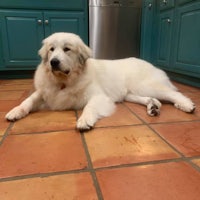 a white dog laying on a tile floor in a kitchen