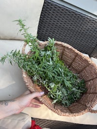 a person holding a wicker basket full of herbs
