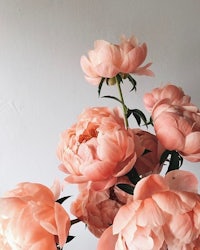 peonies in a vase against a white wall