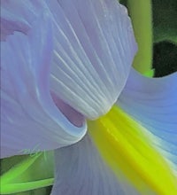 an image of a blue and yellow iris