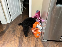a black dog in a bag