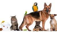 a group of dogs, cats, parrots and fish