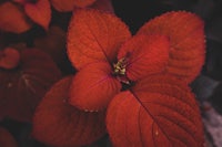 a close up of a red leaf