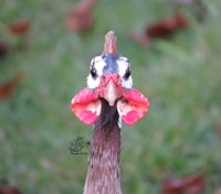 a close up of a goose with a red beak