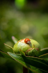 a ladybug sits on top of a green leaf