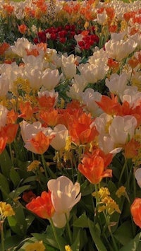 a field of orange and white tulips