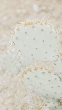 a close up of a white cactus in the desert