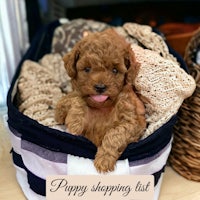 a brown poodle in a basket with the words puppy shopping list