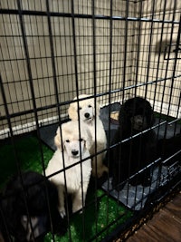 black and white puppies in a cage